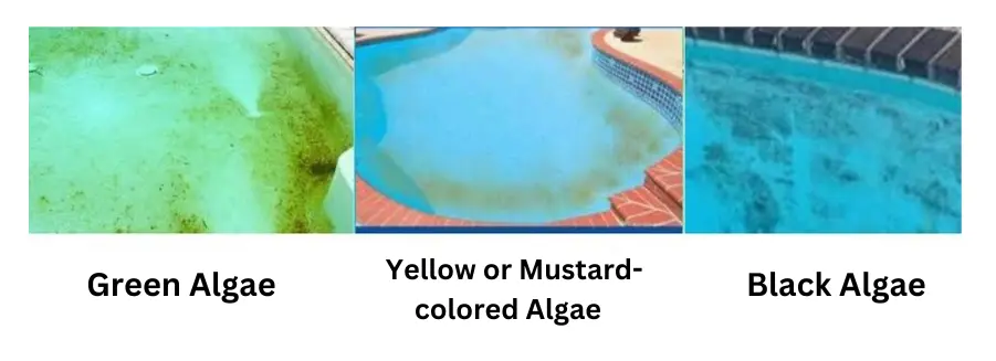 How to remove algae from pool - type of Algae