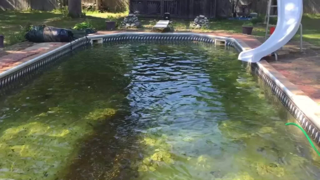 How to remove algae from pool
